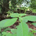 respuesta-de-las-plantas-a-los-estimulos