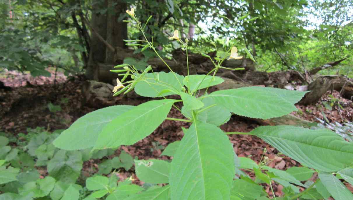 Respuesta de las plantas a los estímulos