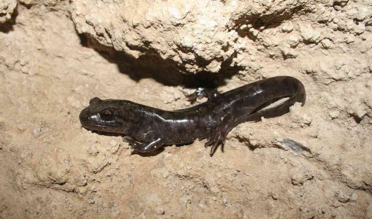 Salamandra gigante del Pacífico (costera), Dicamptodon tenebrosus