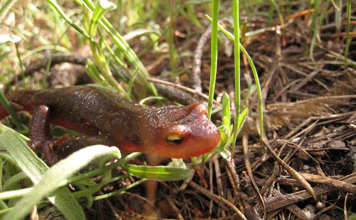 Tritón sierra, Taricha sierrae, una salamandra muy llamativa y tóxica