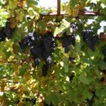 vid-vitis-vinifera