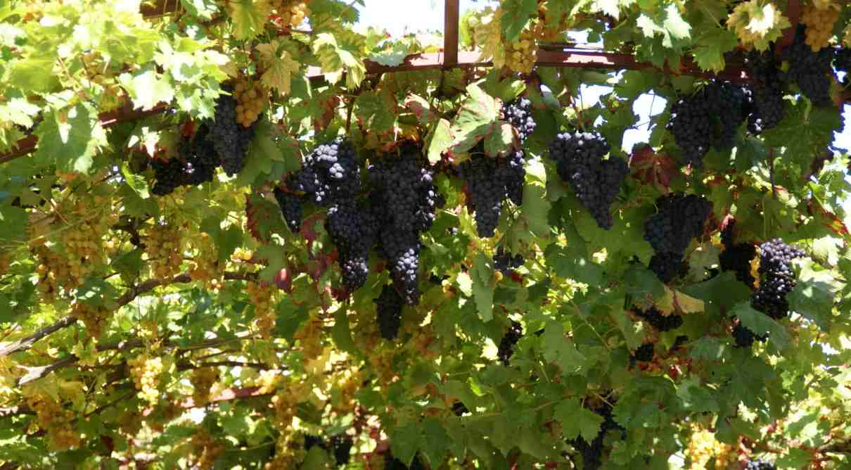 Vid (Vitis vinifera)
