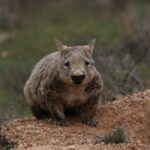 wombat-de-nariz-peluda-del-sur-lasiorhinus-latifrons