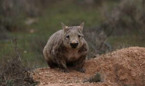Wombat de nariz peluda del sur, Lasiorhinus latifrons (uómbat)