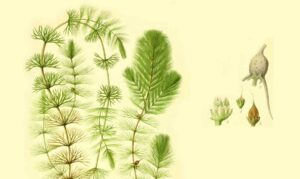 Cola de zorro, Ceratophyllum demersum, y su utilidad en el acuario