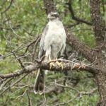 azor-accipiter-gentilis