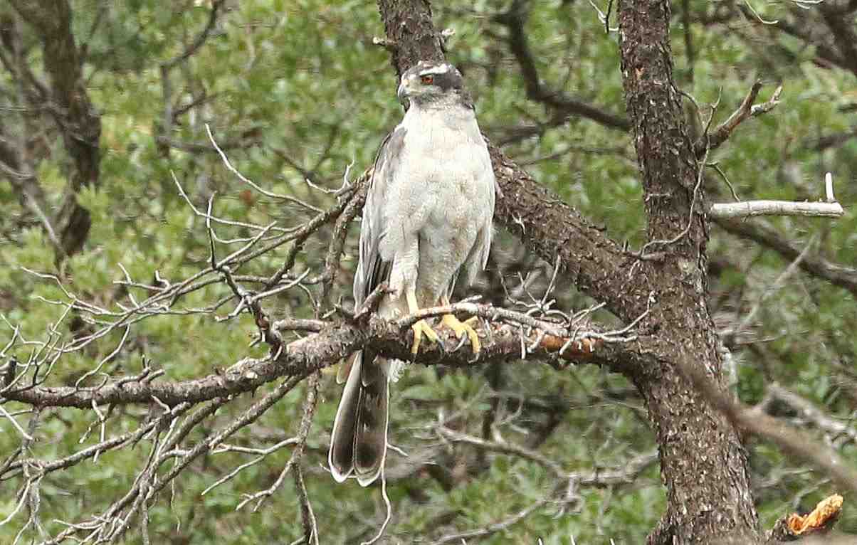 Azor, Accipiter gentilis, un depredador oportunista