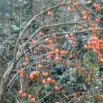 caqui-diospyros-kaki