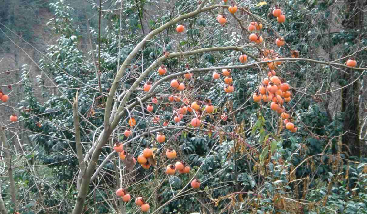 Caqui, Diospyros kaki