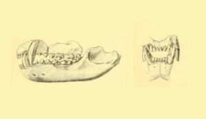 Dentición de los mamíferos, características y tipos de dientes