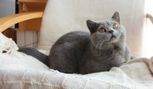 Enseñar al gato su nombre, buena alternativa para su educación