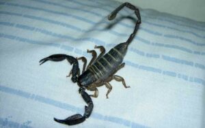 Hadogenes paucidens, un arácnido apreciado en terrarios