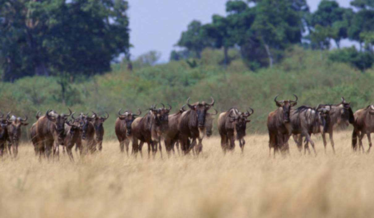 Migración en animales, sus causas y consecuencias