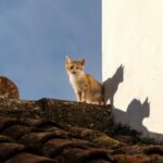 ontogenia-de-la-conducta-en-gatos