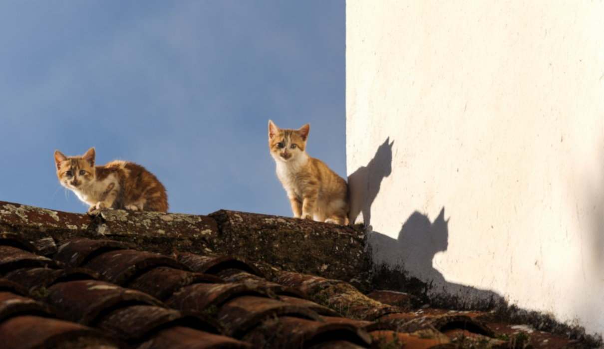 ontogenia de la conducta en gatos