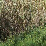 propagacion-vegetativa