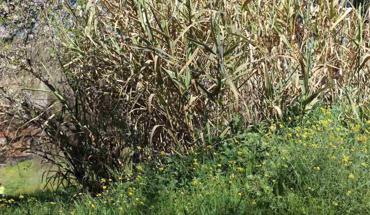 Propagación vegetativa