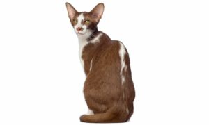 Técnicas para adaptar al gato a su entorno