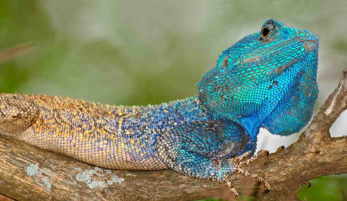 Agama de cabeza azul, Acanthocercus atricollis