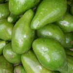 aguacate-persea-americana