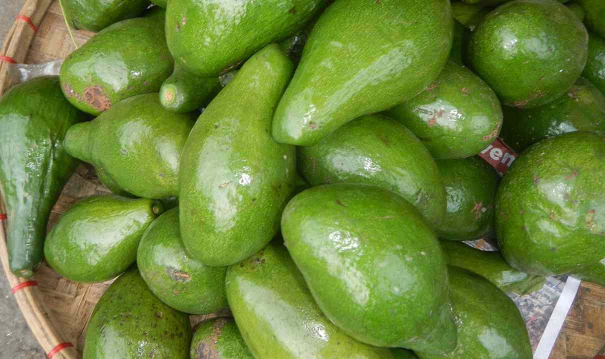 Aguacate, Persea americana