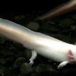 ambystoma-mexicanum