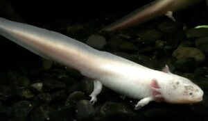 Ambystoma mexicanum, información del ajolote