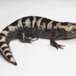 ambystoma-opacum