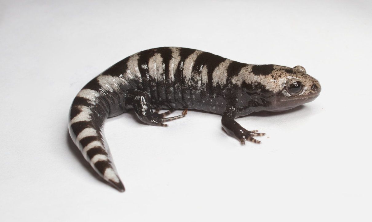 Ambystoma opacum, salamandra jaspeada