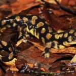 ambystoma-tigrinum