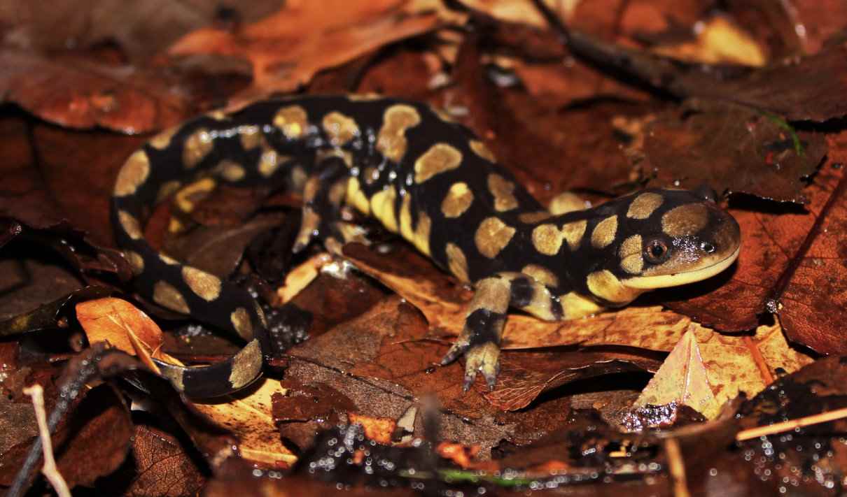 Ambystoma tigrinum, salamandra-tigre