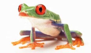 Anfibios mascotas, especies populares