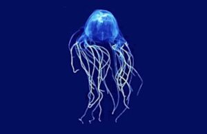 Avispa de mar, Chironex fleckeri, la medusa más peligrosa