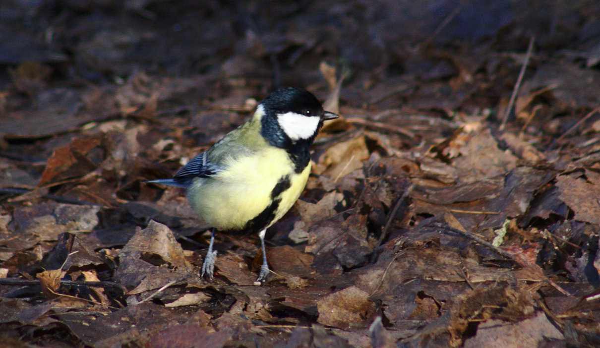 Carbonero común, Parus major
