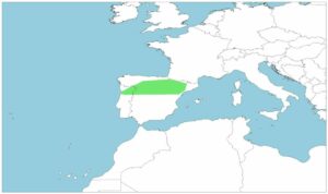 Lamprehuela, Cobitis calderoni, cobítido de la península ibérica