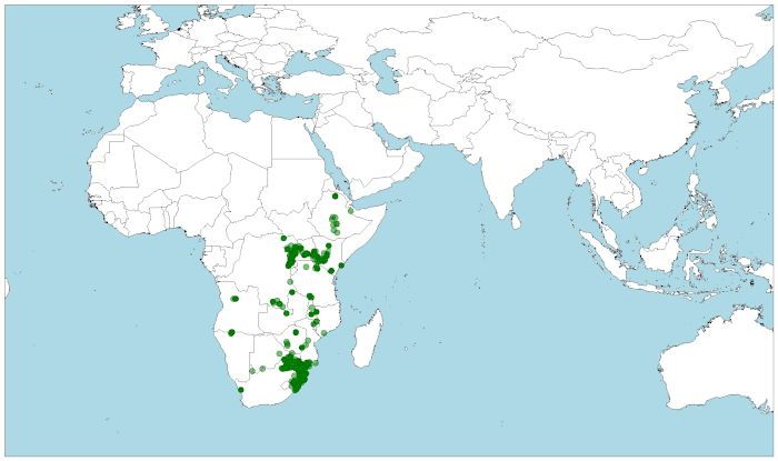 Distribución de agama de cabeza azul, Acanthocercus atricollis