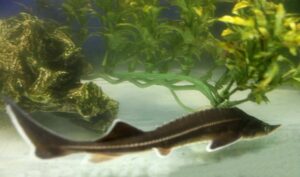 Esturión esterlete, Acipenser ruthenus, información y cuidados en acuario