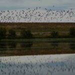 migracion-nocturna-aves