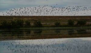 Migración nocturna de las aves, proceso, ventajas y particularidades