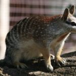 numbat-myrmecobius-fasciatus