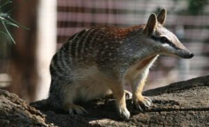 Numbat, Myrmecobius fasciatus