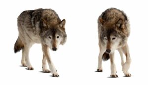 Origen del perro doméstico, su domesticación
