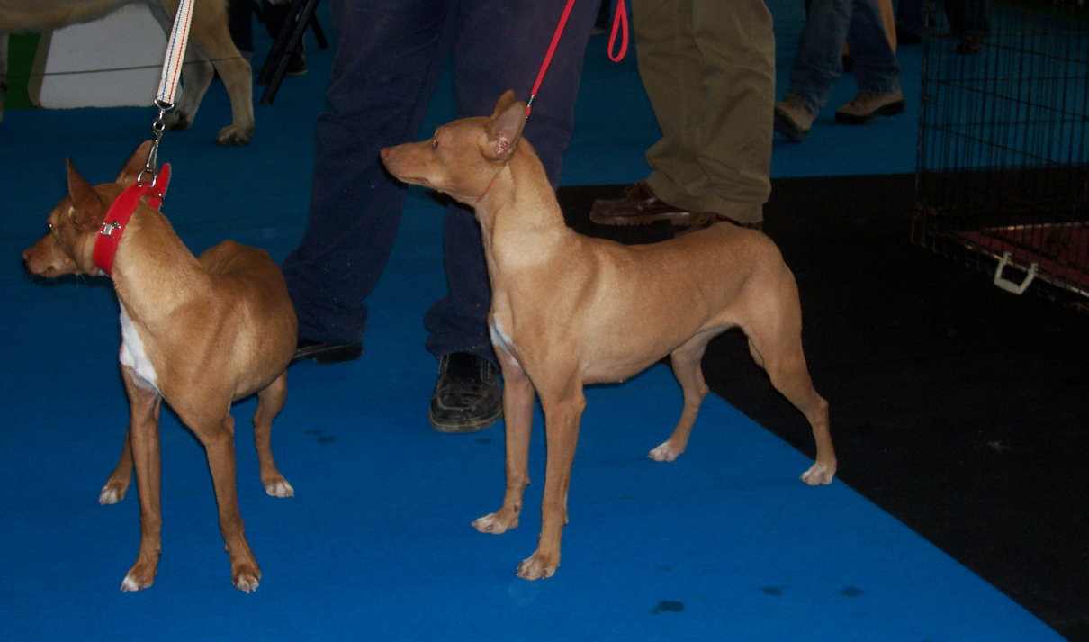 Perros de caza, podenco 