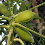 plantas-hermafroditas