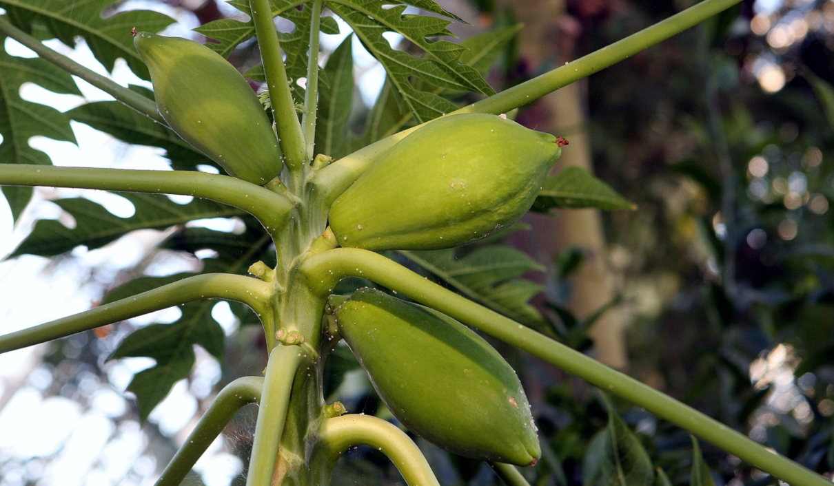 Plantas hermafroditas