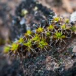 plantas-no-vasculares