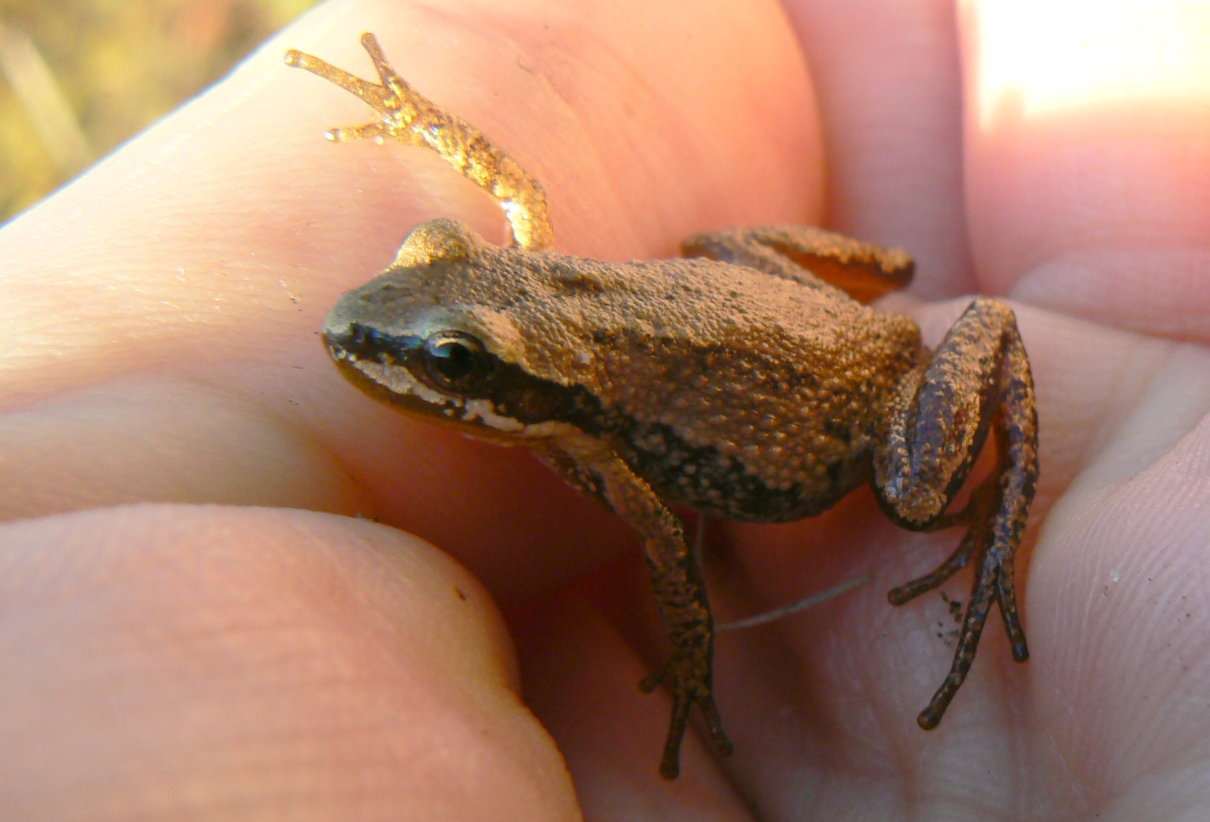 Rana de coro occidental, Pseudacris triseriata