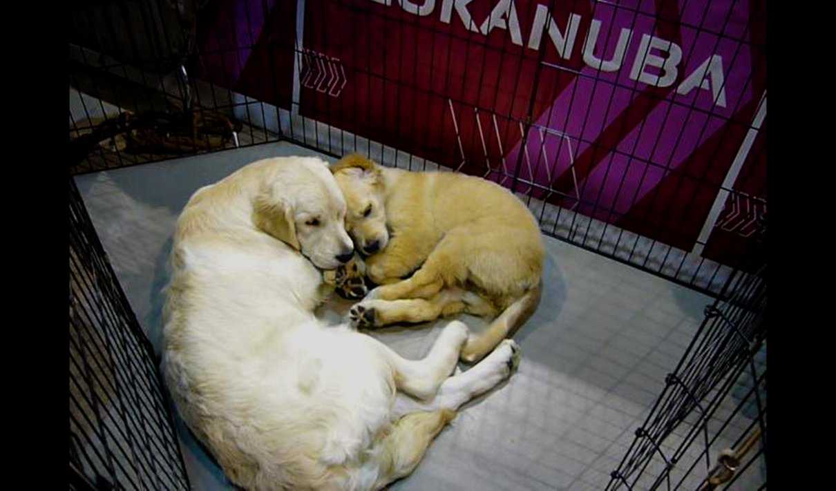 Razas de perros para ciegos ¡Descúbrelas!