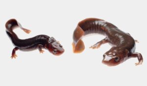Tritón o salamandra acuática, guía sobre sus cuidados