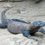 varanus-komodoensis-1